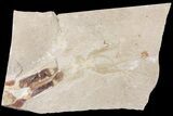 Cretaceous Fossil Squid with Ink Sack & Tentacles - Lebanon #163097-1